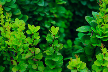 Green leaves on a branch, close up. Green leaves, cropped shot of tree, blurred background. Beautiful nature.