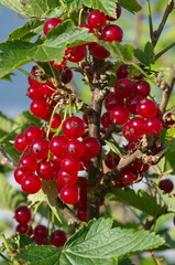 Red currant berries close up