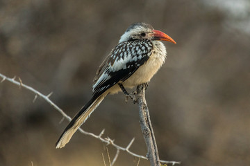Northern Red-billed Hornbill in Etosha, Namibia