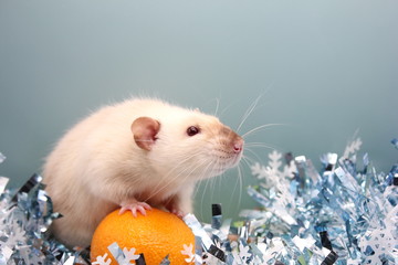 The rat is a symbol Of the new year 2020. Happy New Year.