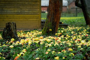 Obraz premium Yellow apples laying under apple tree on grass on late autumn day