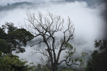Fototapeta premium This is Bangladesh environment of Bandorbon .This landscape provides the major resources of water, land, forests etc. Bangladesh with in area of 144000 km square. 
