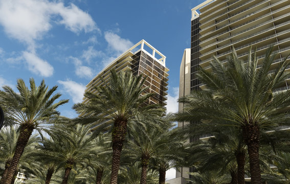 New houses among palm trees in the city of Maimi. USA. Florida.