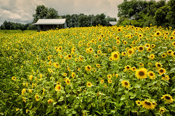 field of sunflowers