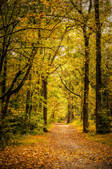 Fototapeta premium Wooded path in fall foliage