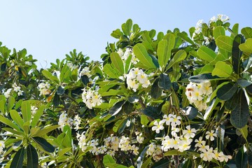 white flowers on magnolia tree