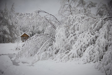 Beautiful winter landscape with snow covered trees. Winter snowy forest. Branches bend under the weight of snow. In the distance you can see a small house.