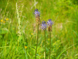 Teufelskralle, Phyteuma in blau