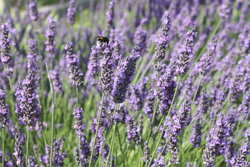 Fototapeta premium Lavendel