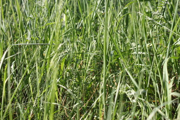 texture green grass background wallpaper