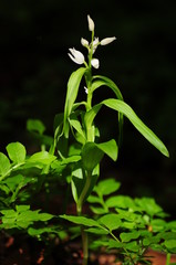 Weißes Waldvöglein