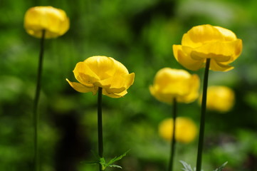 Obraz premium Trollblumen