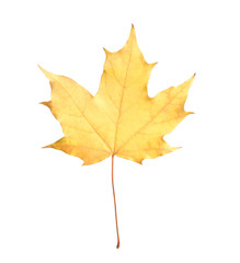 Beautiful leaf isolated on white. Autumn season