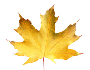 Beautiful leaf isolated on white. Autumn season