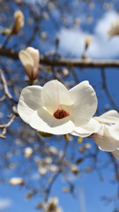 White Magnolia, spring has come