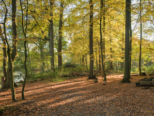 autumn forest with the golden brown leaves