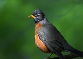 American Robin (Turdus migratorius) dramatically lit by sunlight filtering through dense woods where this shot was made.