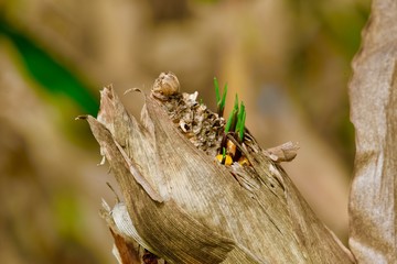 Sprouted corn field