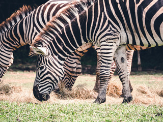 zebra eat the grass with crowd