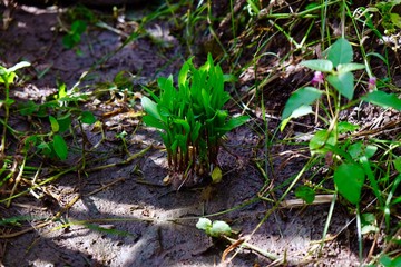 Sprouted corn field
