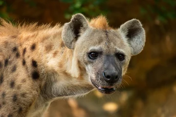 Foto op Canvas hyena © J.NATAYO