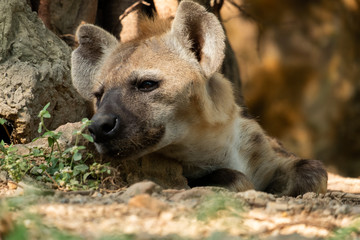 hyena