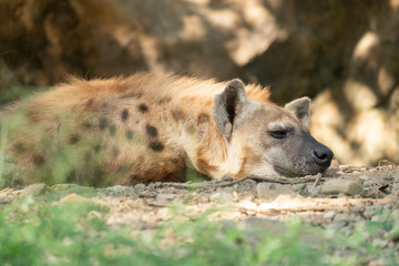 hyena