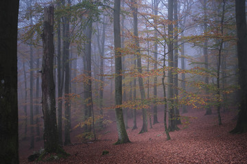 Fog in the forest and trees in autumn colors