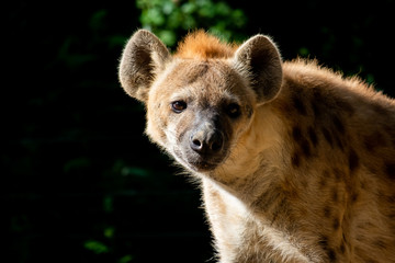Obraz premium hyena