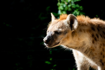 Obraz premium hyena