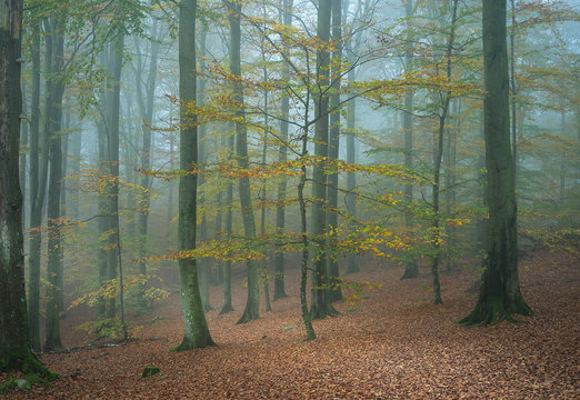 Fog in the forest and trees in autumn colors