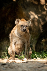 hyena