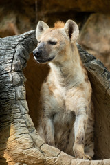 Obraz premium hyena