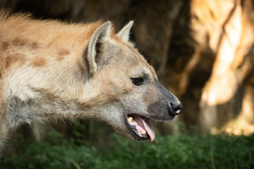 hyena