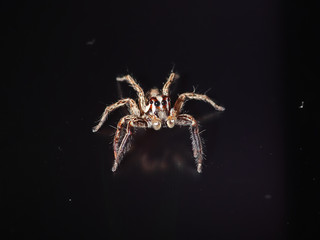 A closeup of a pantropical jumping spider male (Plexippus paykulli) sitting on a computer screen