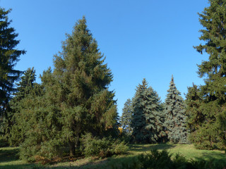 Fototapeta na wymiar pine trees in the botanical garden