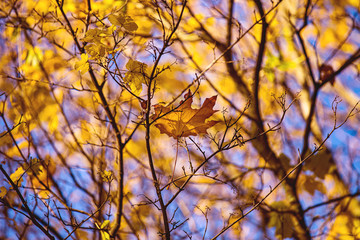 leaf in autumn season background.