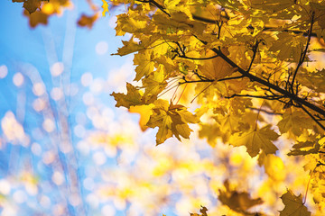Fototapeta na wymiar leaf in autumn season background.