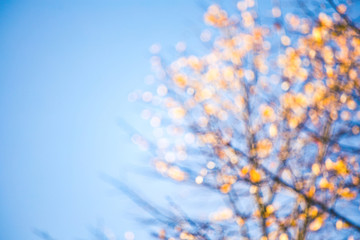 leaf in autumn season background.