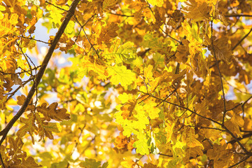 leaf in autumn season background.