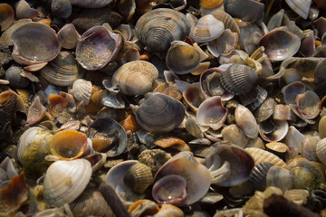 seashell pattern, sea beach