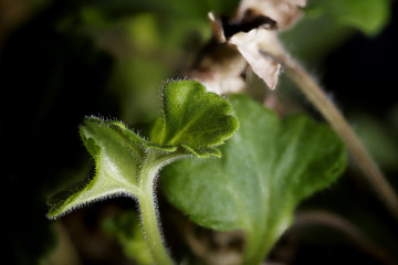 Hoja verde peluda de planta de una ventana