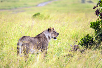 Young lioness in tall grass