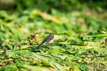 Citrine Wagtail (Formal Name: Motacilla cinerea)