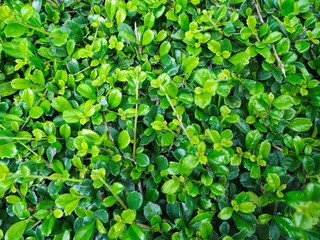 Green leaves fresh natural background for text.