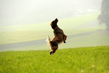 Lebensfreude. Münsterländer Hund springt auf einer Wiese © Grubärin