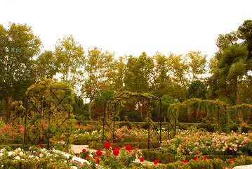 Flores en el parque de El Retiro (Madrid)