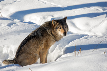 Gray wolf resting in the snow