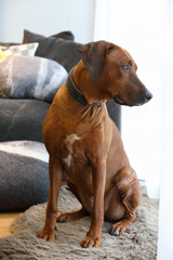 A Rhodesian Ridgeback looks out the window