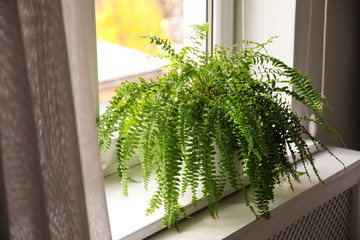 Beautiful potted fern plant on windowsill at home